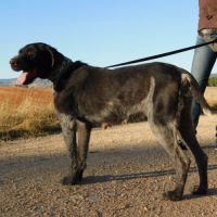 Derya , femelle drathaar allemand de 5 ans #2