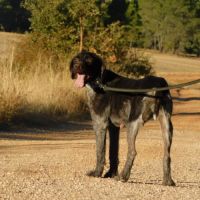 Derya , femelle drathaar allemand de 5 ans #4