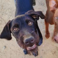 Derya , femelle drathaar allemand de 5 ans