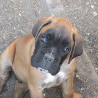 Chiots boxer