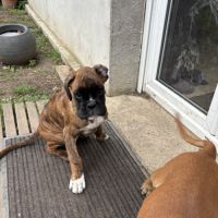 Chiots boxer #2