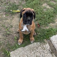 Chiots boxer #4