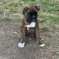 Chiots boxer #5