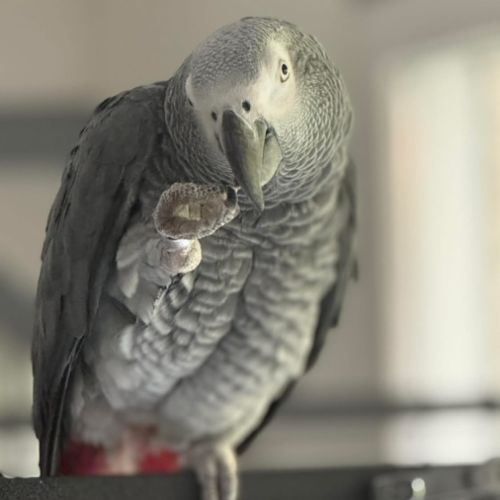 Perdu gris du gabon sur wattignies