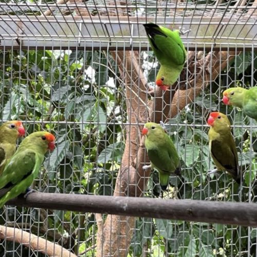 Agapornis pullarius #1