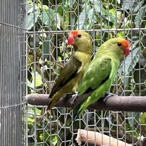 Agapornis pullarius #0