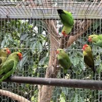 Agapornis pullarius #1