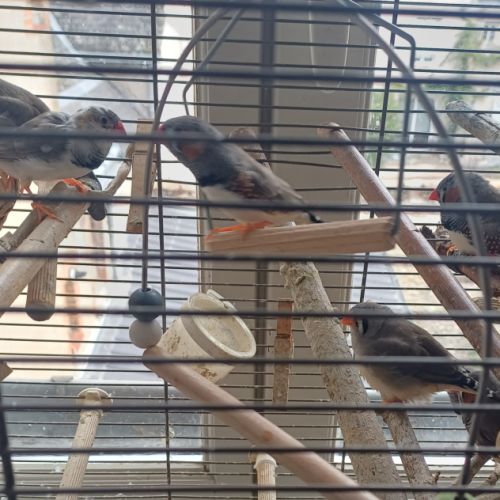 Don 7 diamant mandarin