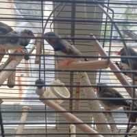 Don 7 diamant mandarin