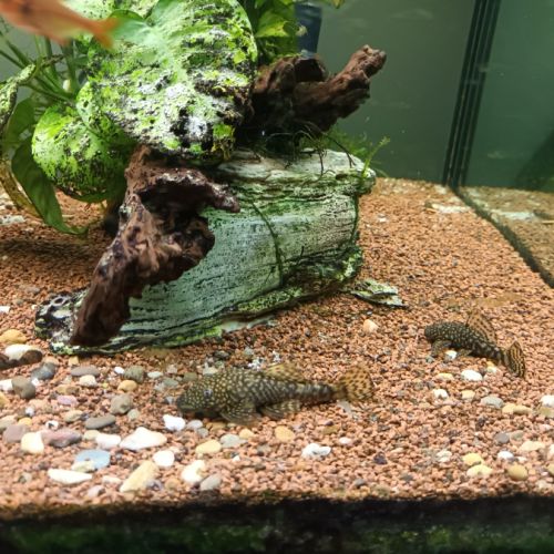 Poisson ancistrus #3