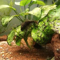 Poisson ancistrus #2