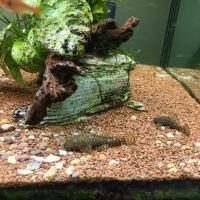 Poisson ancistrus #3