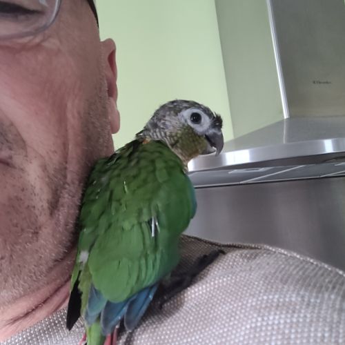 Diamants de gould #2