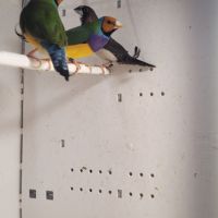 Diamants de gould #0