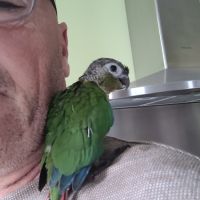 Diamants de gould #2