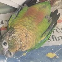 Diamants de gould #3