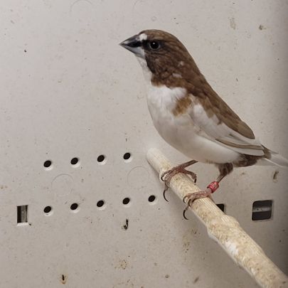 Moineaux du japon #0