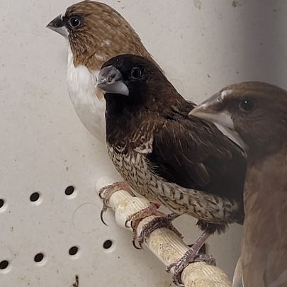 Moineaux du japon #2