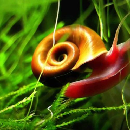 Escargot planorbe