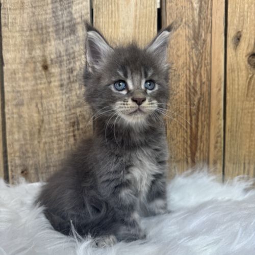 Chatons maine coon loof #1