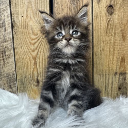Chatons maine coon loof #3