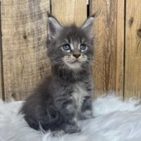 Chatons maine coon loof #1