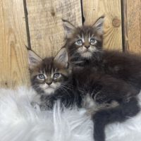 Chatons maine coon loof