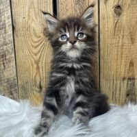 Chatons maine coon loof #3