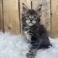 Chatons maine coon loof #4