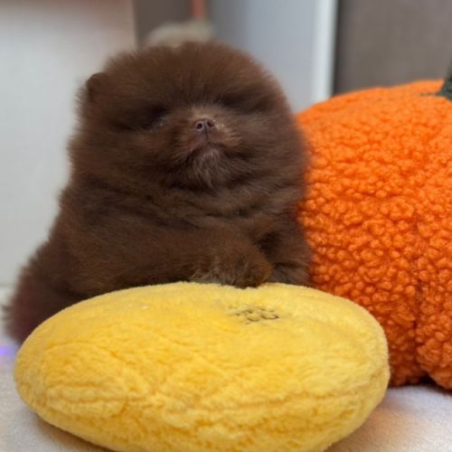 Sublime et rare mâle poméranian nain lof #3