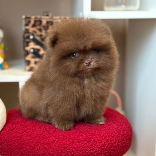 Sublime et rare mâle poméranian nain lof #0