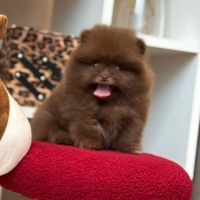 Sublime et rare mâle poméranian nain lof #1