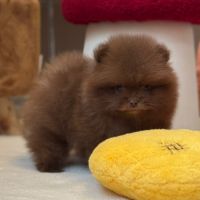 Sublime et rare mâle poméranian nain lof #2