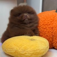 Sublime et rare mâle poméranian nain lof #3