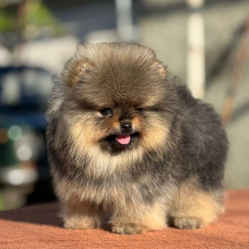 Sublime mâle poméranian nain lof #0