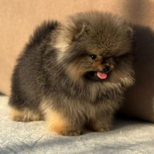 Sublime mâle poméranian nain lof #4