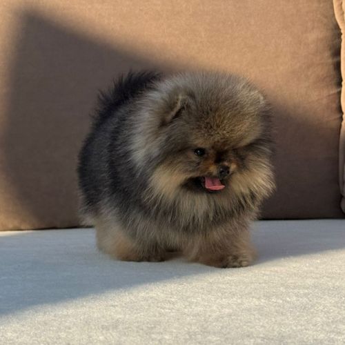 Sublime mâle poméranian nain lof #5