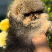 Sublime mâle poméranian nain lof #1