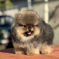 Sublime mâle poméranian nain lof