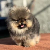 Sublime mâle poméranian nain lof #3