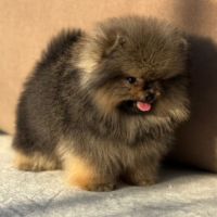 Sublime mâle poméranian nain lof #4