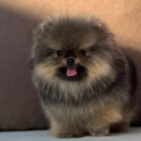 Sublime mâle poméranian nain lof #6