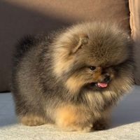 Sublime mâle poméranian nain lof #7