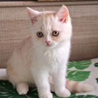 Autawa, adorable chaton