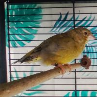 Vend jeune verdier d'europe #0