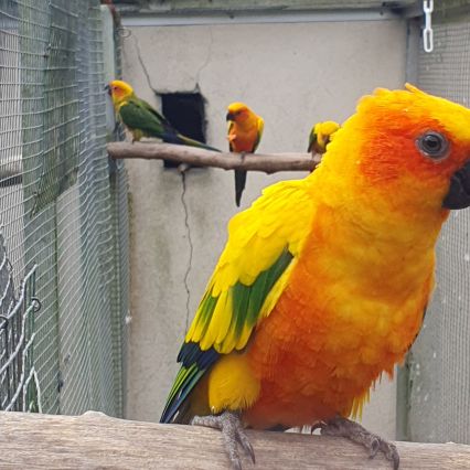 Échange perruche soleil