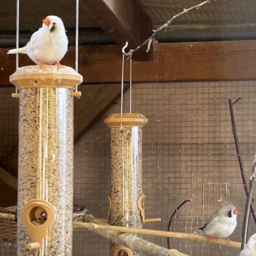 3 couples de diamant mandarin #1