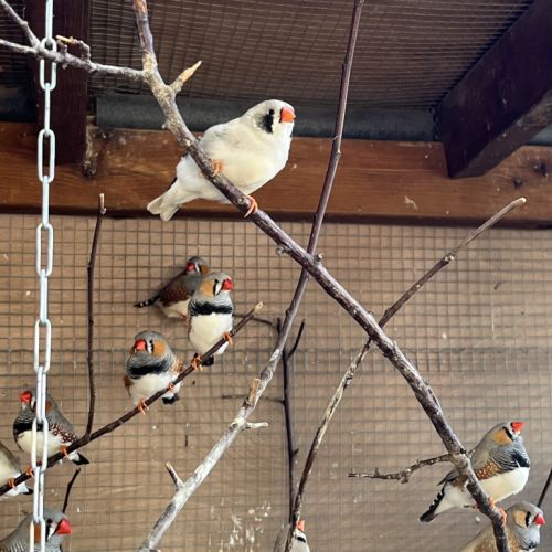 3 couples de diamant mandarin