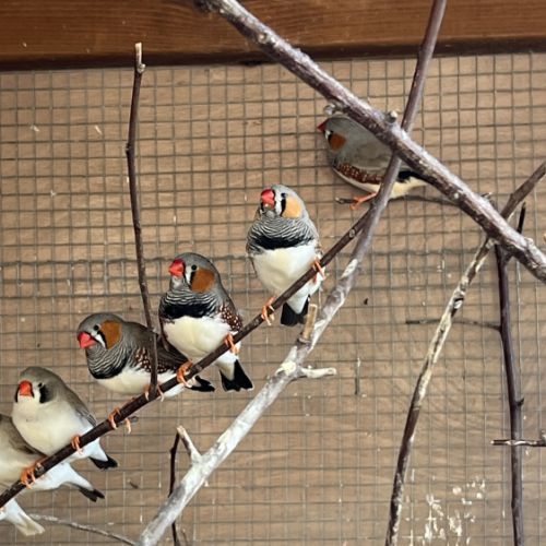 3 couples de diamant mandarin #3