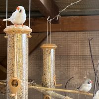 3 couples de diamant mandarin #1